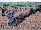 Bodegas Casajus