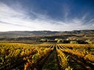 Bodegas Godelia