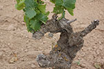 Celler Piñol