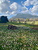 Montevetrano / Kompanien