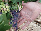 Bodegas Casajus