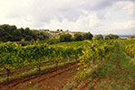 Pallavicini
