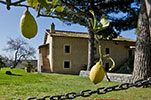 Pallavicini